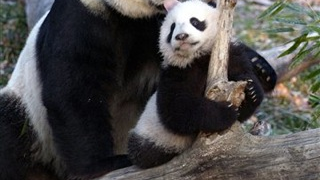Panda Pregnancy Watch 2009